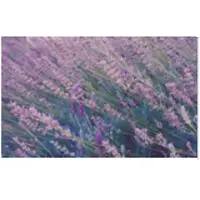 Lavendar Oil
