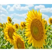 Sunflower Oil