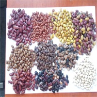 Beans