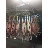 Frozen Sheep Meat