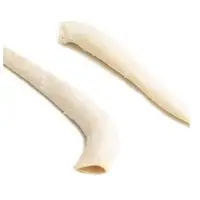 Beef Aorta