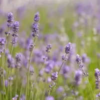 Lavender Oil
