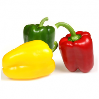 Fresh Capsicum /Pepper