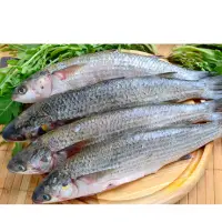 Mullet Fish
