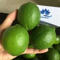Seedless Lime