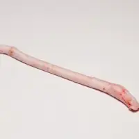 Beef Pizzle Frozen