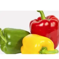 Capsicum