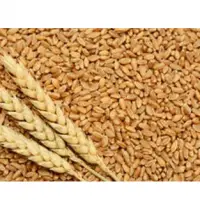 Wheat