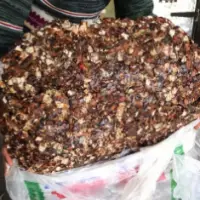 Tamarind