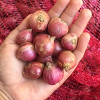 Shallot / Red Onion