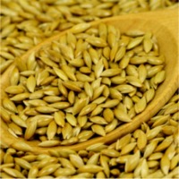 Canary Seeds