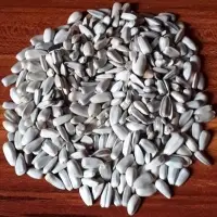 Sunflower Seed