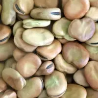Fava Bean