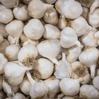 Garlic