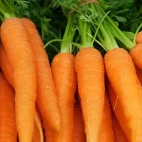 Carrot