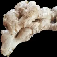 Ginger