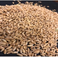 Milling Wheat Grain