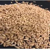 Milling Wheat Grain