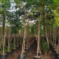 Delonix Tree