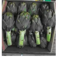 Artichoke