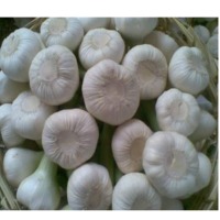Egyptian Garlic