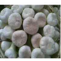 Egyptian Garlic