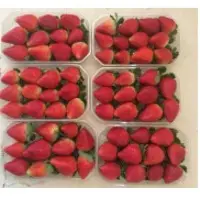 Fresh Strawberries