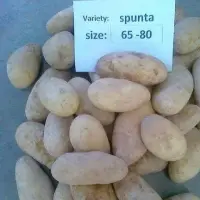 Fresh Potatoes