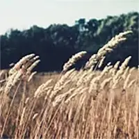 Sesame Seeds
