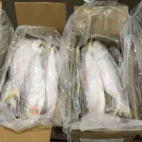 Frozen Fish Ilsa Amazonica