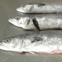 Frozen Fish Serra Spanish Mackerel