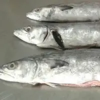 Frozen Fish Serra Spanish Mackerel