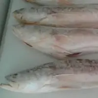 Frozen Green Weakfish