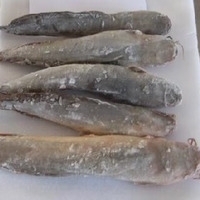 Frozen Gillbacker Sea Catfish - Jarabaka