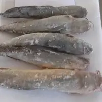 Frozen Gillbacker Sea Catfish - Jarabaka