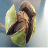 Pecan Nuts In Shell