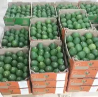 Fresh Haas Avocados