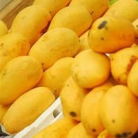 Chaunsa Mango