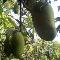 Sindhri Mango