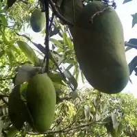 Sindhri Mango