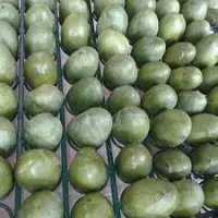 Anwar Ratol Mango