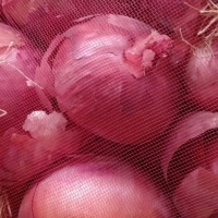 Fresh Onion