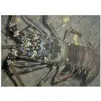 Stone Lobster