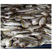 Yellow Fish