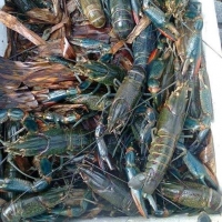 Crawfish