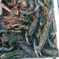 Crawfish