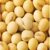Soybean Seed