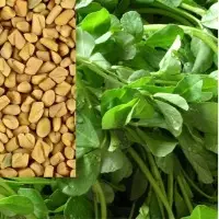 Medicinal Seeds