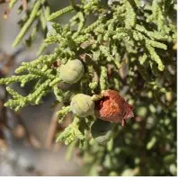 Herbal Tree