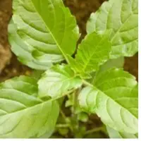 Herbal Leaves
